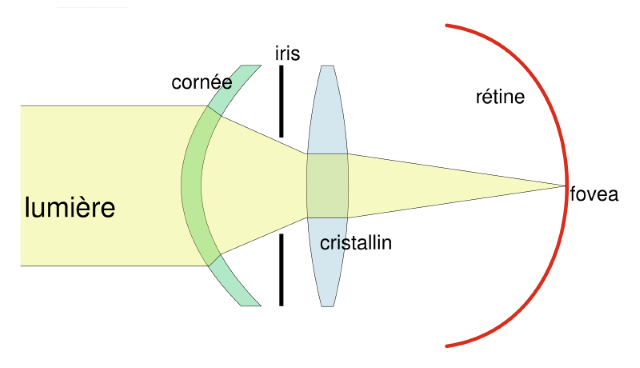 Modèle optique oeil humain