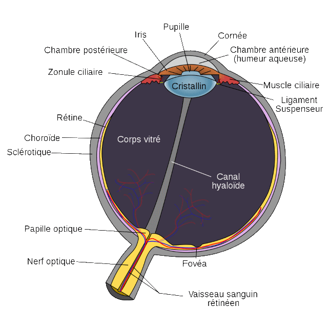 Schéma oeil humain